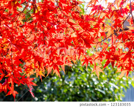 Brightly colored autumn leaves shining on a clear autumn day 123183035