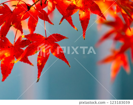 色彩鮮豔的秋葉在陽光明媚的秋日閃閃發光 123183039