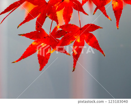 Brightly colored autumn leaves shining on a clear autumn day 123183040