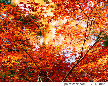 Brightly colored autumn leaves shining on a clear autumn day Brightly colored autumn leaves shining on a clear autumn day 123183084