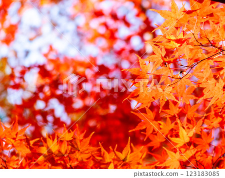 Brightly colored autumn leaves shining on a clear autumn day Brightly colored autumn leaves shining on a clear autumn day 123183085