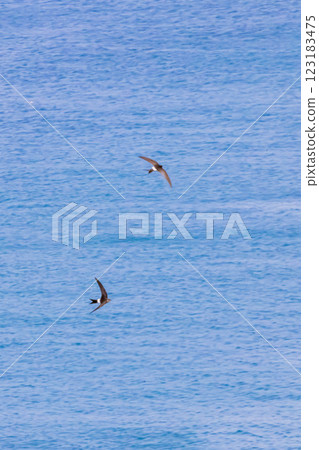 Petrel 123183475