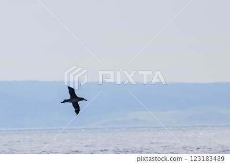 Black-footed Albatross 123183489