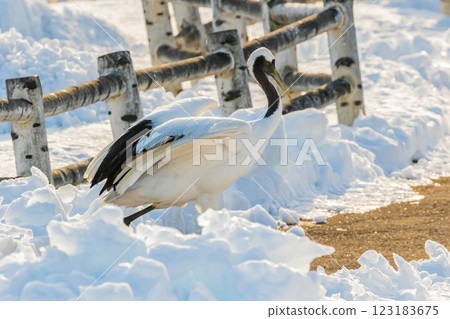 Cranberries 123183675