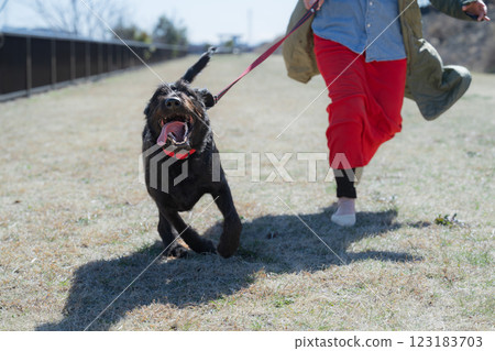 A large dog looking happy on a riverbank under the blue sky, smiling and looking at the camera from the front 123183703