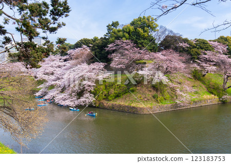盛開的櫻花（千鳥淵 - 東京） 123183753