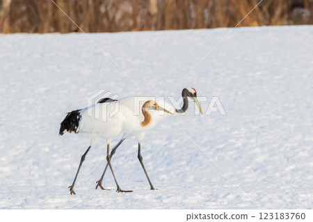 Young crane bird Young crane bird 123183760