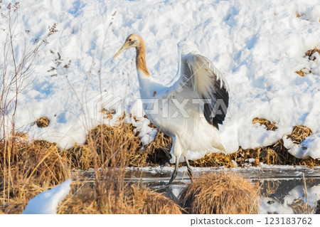 年輕的起重機鳥 年輕的起重機鳥 123183762