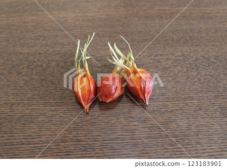 Gardenia fruit (sideways) 123183901