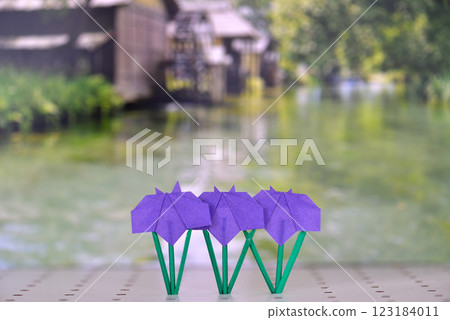 Iris on the table 123184011