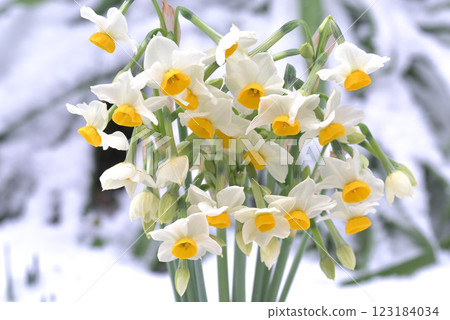 雪花 雪花 123184034