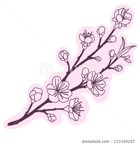Cherry flower blossom, botanical art. Spring almond, sakura, branch, hand draw doodle line art illustration. colored black ink art, isolated on white background. Realistic floral bloom sketch. 123184297