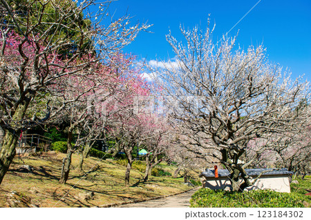 熱海梅園，靜岡縣熱海市，中央廣場的梅林，早開的梅花 123184302