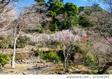 熱海梅園，靜岡縣熱海市，螢火蟲川附近的梅林，早開的梅花 123184305