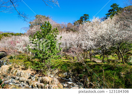 Atami Plum Garden, Atami City, Shizuoka Prefecture, Hatsukawa River and plum grove near Soubibashi Bridge, early-blooming plums 123184306