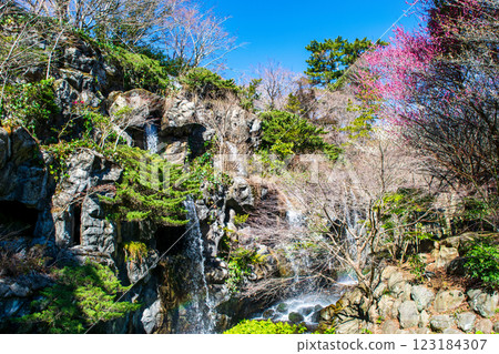 熱海梅園、梅見瀑布、早開梅花、靜岡縣熱海市 123184307
