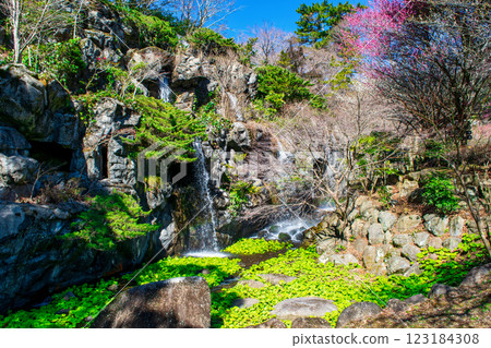Atami Plum Garden, Umemi Falls, Early-blooming plums, Atami City, Shizuoka Prefecture 123184308