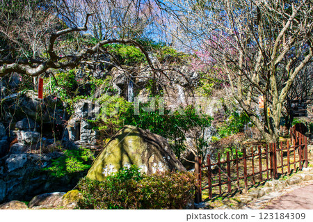 Atami Plum Garden, Umemi Falls, Early-blooming plums, Atami City, Shizuoka Prefecture 123184309