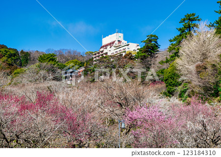 熱海梅園，靜岡縣熱海市，中央廣場的梅林，早開的梅花 123184310