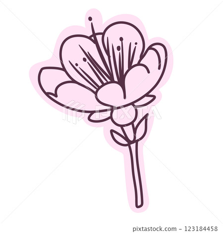 Cherry flower blossom, botanical art. Spring almond, sakura, branch, hand draw doodle line art illustration. colored black ink art, isolated on white background. Realistic floral bloom sketch. 123184458