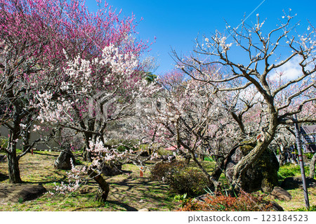 Atami Plum Garden, Atami City, Shizuoka Prefecture, Plum grove in the central square, Early-blooming plums 123184523