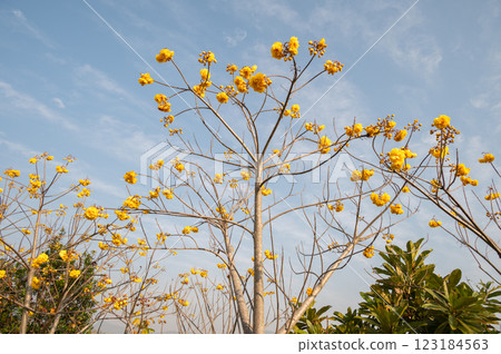 The yellow cotton tree with yellow flowers blooming. 123184563