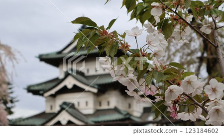 Hirosaki castle and cherry blossoms Hirosaki castle and cherry blossoms 123184602
