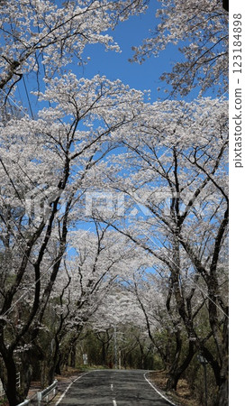 笠間市北山公園櫻花隧道 123184898
