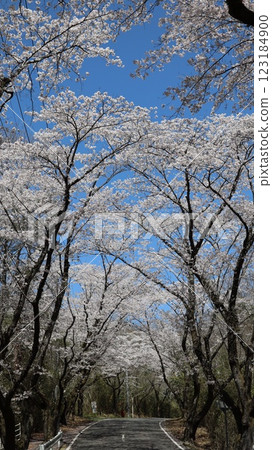 Cherry Blossom Tunnel, Kitayama Park, Kasama City 123184900