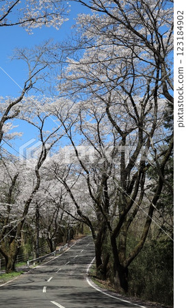 笠間市北山公園櫻花隧道 123184902