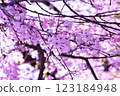 cherry blossoms are blooming 123184948
