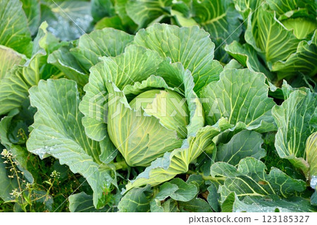 農作物、家庭花園、大田蔬菜、高麗菜。 農作物、家庭花園、大田蔬菜、高麗菜。 123185327