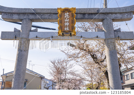 Hanayama Inari Shrine, Yamashina, Kyoto - Cherry blossoms and the torii gates along the approach Hanayama Inari Shrine, Yamashina, Kyoto - Cherry blossoms and the torii gates along the approach 123185804