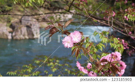 Jinzu Gorge and cherry blossoms Jinzu Gorge and cherry blossoms 123185903