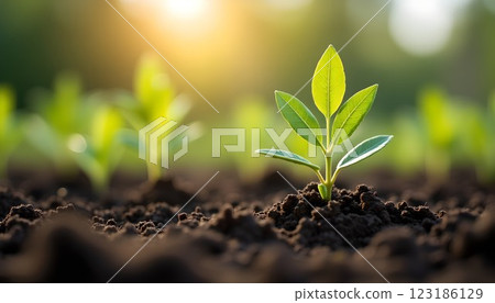 Planting/Newly sprouted leaves 123186129