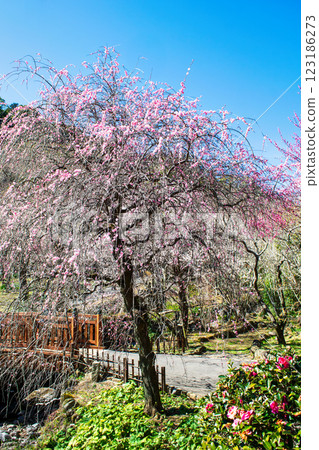Atami Plum Garden, Atami City, Shizuoka Prefecture, Red plum blossoms at Geigetsu Bridge, Early-blooming plum blossoms 123186273