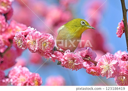 A white-eye on a red plum blossom in full bloom (spring image) (heartwarming image) 123186419