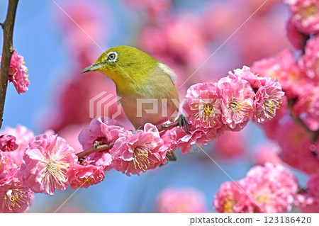 盛開的紅梅和白眼（春天的形象）（溫馨的形象） 123186420