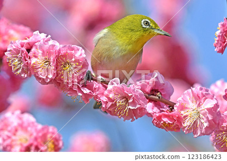 盛開的紅梅和白眼(春天的形象)(溫馨的形象) 盛開的紅梅和白眼(春天的形象)(溫馨的形象) 123186423