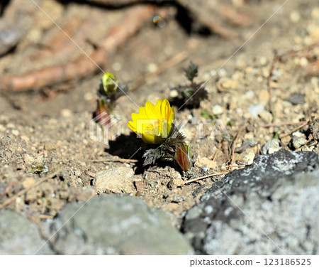 Fukuge Fukuge 123186525