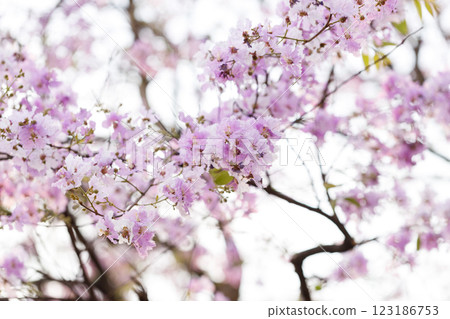 Queen's Flower or Inthanin flower in Thailand, Queen,s crape myrtle, Pride of India, Jarul, banaba plant, Lagerstroemia speciosa, cheerful blooming in park. Queen's Flower or Inthanin flower in Thailand, Queen,s crape myrtle, Pride of India, Jarul, banaba plant, Lagerstroemia speciosa, cheerful blooming in park. 123186753