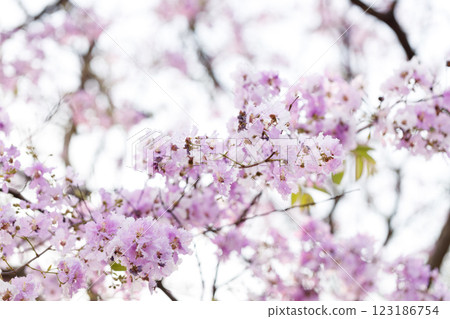 Queen's Flower or Inthanin flower in Thailand, Queen,s crape myrtle, Pride of India, Jarul, banaba plant, Lagerstroemia speciosa, cheerful blooming in park. 123186754