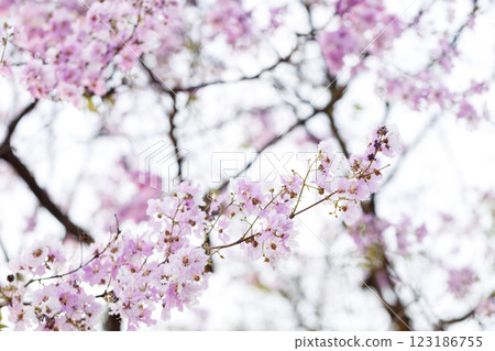 Queen's Flower or Inthanin flower in Thailand, Queen,s crape myrtle, Pride of India, Jarul, banaba plant, Lagerstroemia speciosa, cheerful blooming in park. 123186755