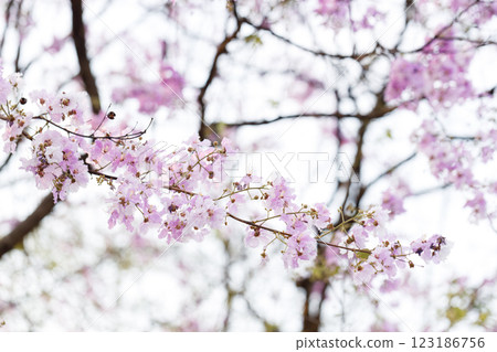 Queen's Flower or Inthanin flower in Thailand, Queen,s crape myrtle, Pride of India, Jarul, banaba plant, Lagerstroemia speciosa, cheerful blooming in park. Queen's Flower or Inthanin flower in Thailand, Queen,s crape myrtle, Pride of India, Jarul, banaba plant, Lagerstroemia speciosa, cheerful blooming in park. 123186756