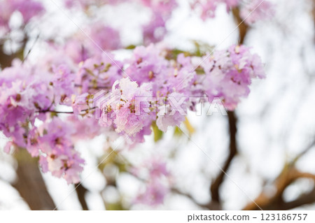 Queen's Flower or Inthanin flower in Thailand, Queen,s crape myrtle, Pride of India, Jarul, banaba plant, Lagerstroemia speciosa, cheerful blooming in park. 123186757