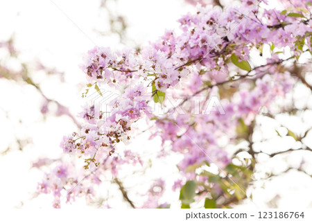 Queen's Flower or Inthanin flower in Thailand, Queen,s crape myrtle, Pride of India, Jarul, banaba plant, Lagerstroemia speciosa, cheerful blooming in park. 123186764