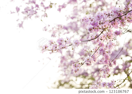 Queen's Flower or Inthanin flower in Thailand, Queen,s crape myrtle, Pride of India, Jarul, banaba plant, Lagerstroemia speciosa, cheerful blooming in park. 123186767