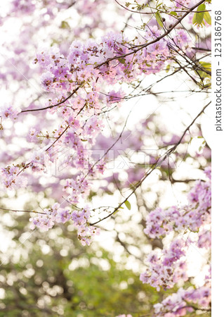 Queen's Flower or Inthanin flower in Thailand, Queen,s crape myrtle, Pride of India, Jarul, banaba plant, Lagerstroemia speciosa, cheerful blooming in park. 123186768