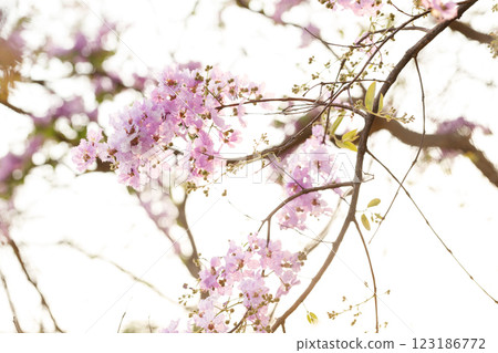 Queen's Flower or Inthanin flower in Thailand, Queen,s crape myrtle, Pride of India, Jarul, banaba plant, Lagerstroemia speciosa, cheerful blooming in park. 123186772