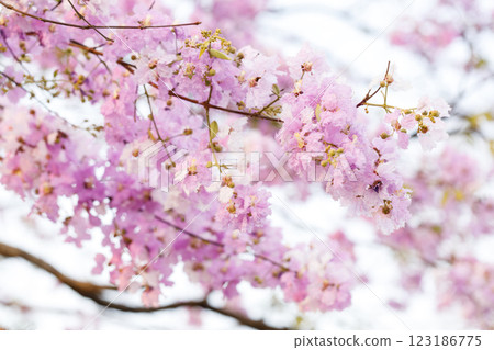 Queen's Flower or Inthanin flower in Thailand, Queen,s crape myrtle, Pride of India, Jarul, banaba plant, Lagerstroemia speciosa, cheerful blooming in park. Queen's Flower or Inthanin flower in Thailand, Queen,s crape myrtle, Pride of India, Jarul, banaba plant, Lagerstroemia speciosa, cheerful blooming in park. 123186775